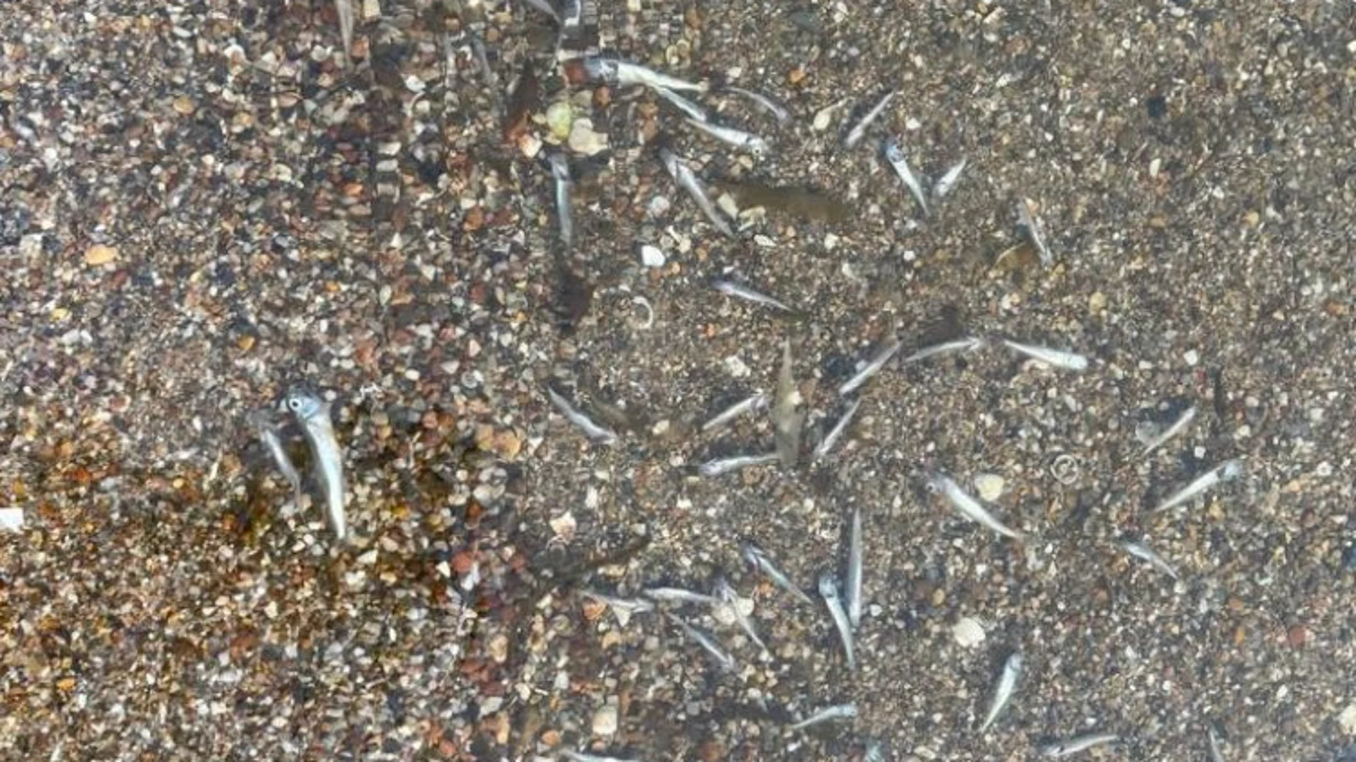 Aparecen miles de peces muertos en la orilla del Mar Menor