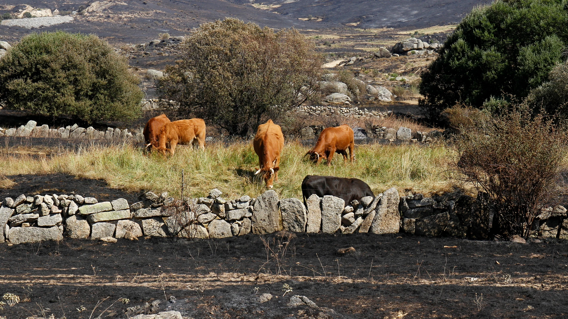 Unas vacas cerca de terreno calcinado en el incendio en el término abulense de Navalacruz (Ávila)