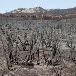 Zona afectada por el incendio forestal que el pasado sábado se declaró entre los municipios abulenses de Navalacruz y Cepeda de la Mora