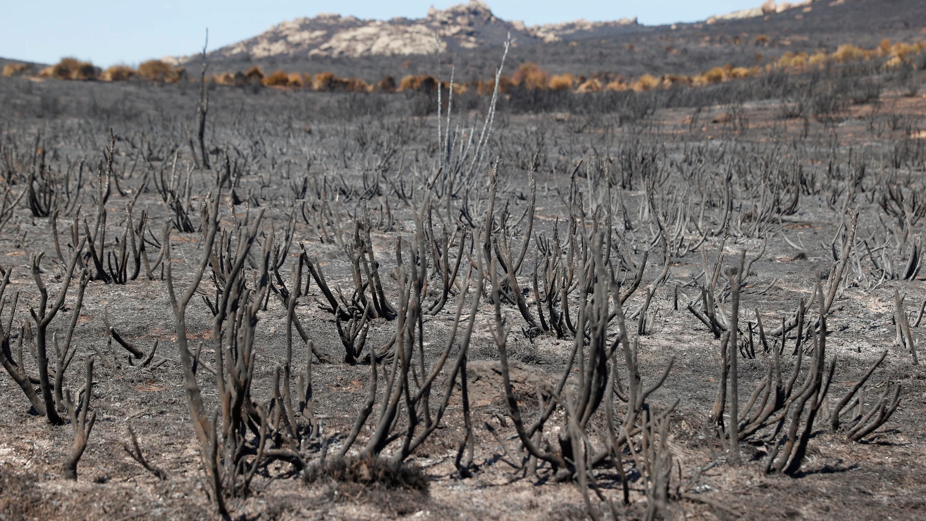 Zona afectada por el incendio forestal que el pasado sábado se declaró entre los municipios abulenses de Navalacruz y Cepeda de la Mora