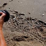 El Ayuntamiento de Cartagena (Murcia), ha vuelto a cerrar varias playas de la zona de La Manga del Mar Menor