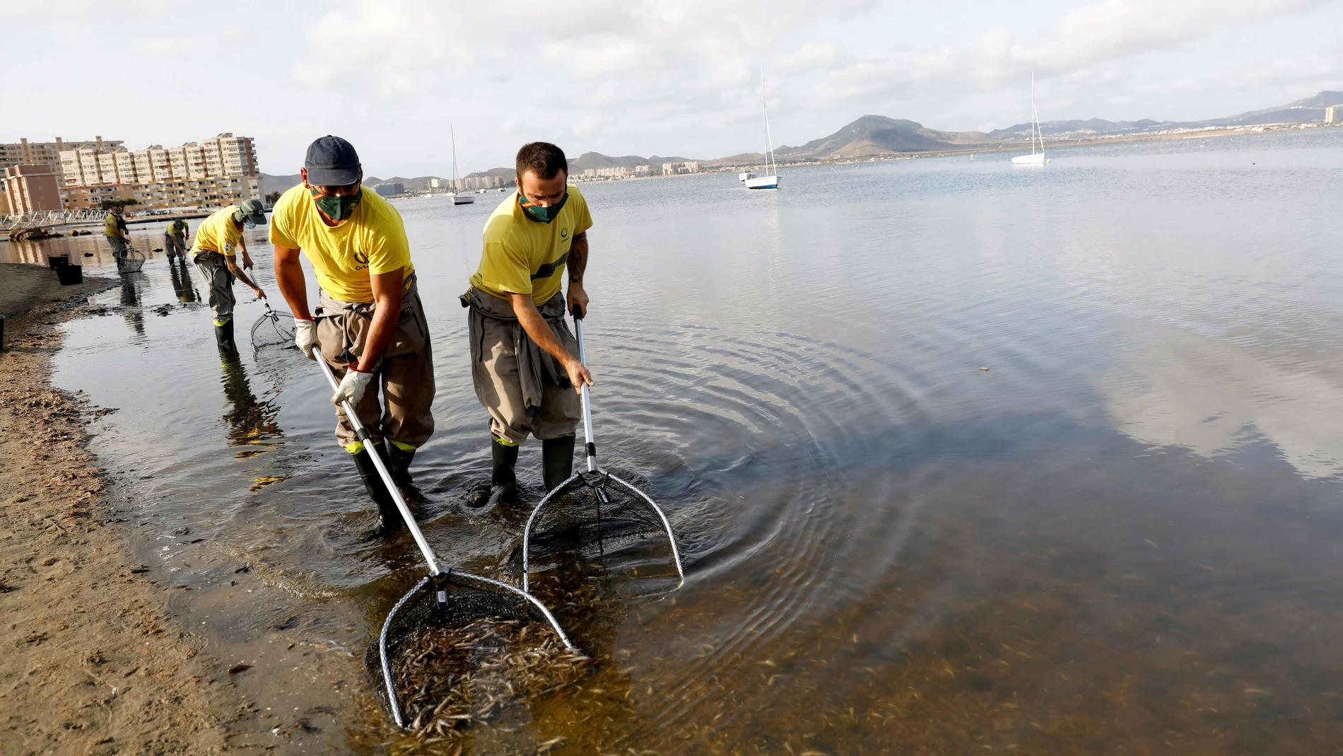 Trabajadores municipales retiran los peces muertos del Mar Menor