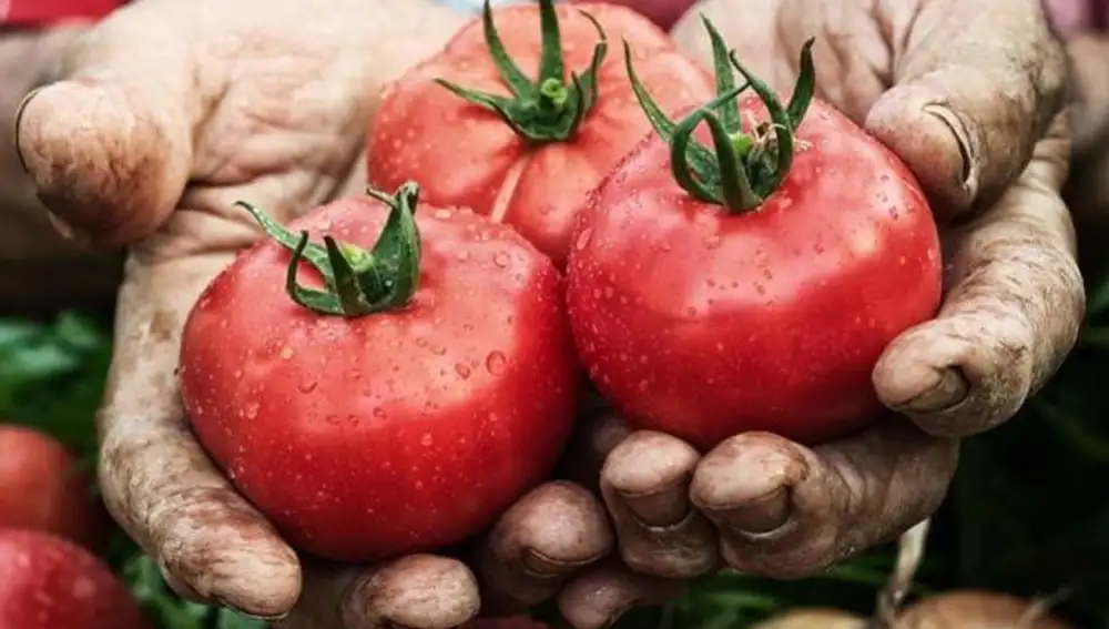 El tomate proporciona beneficios para la salud inigualables