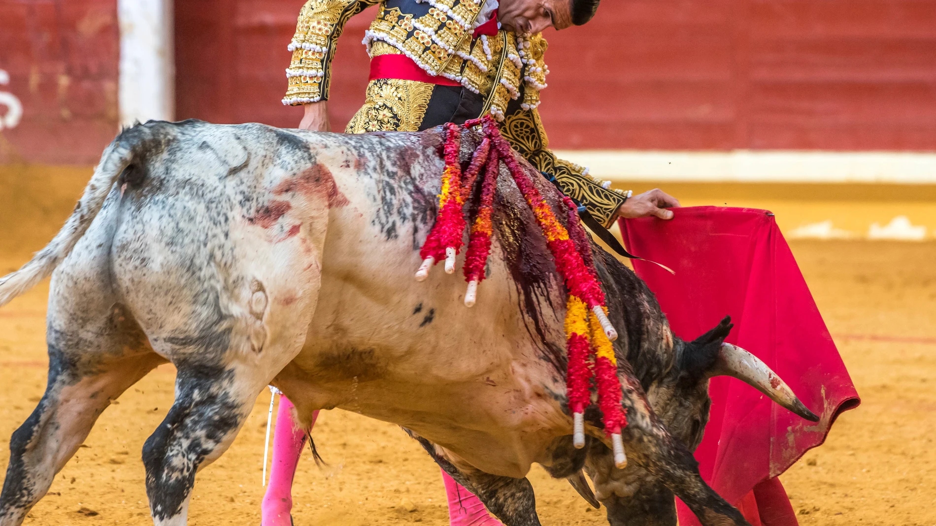 Illescas (Toledo), 29-08-2021-. corrida de toros en un cartel en el que se anuncian Miguel Ángel Perera y Emilio de Justo (toreando) frente a toros de la ganadería de Rehuelga. Segundo toro. EFE/Ismael Herrero