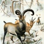 Pintura de un rebaño de cabras montesas usualmente identificadas como bucardos. Realizado en 1898 por Joseph Wolf.