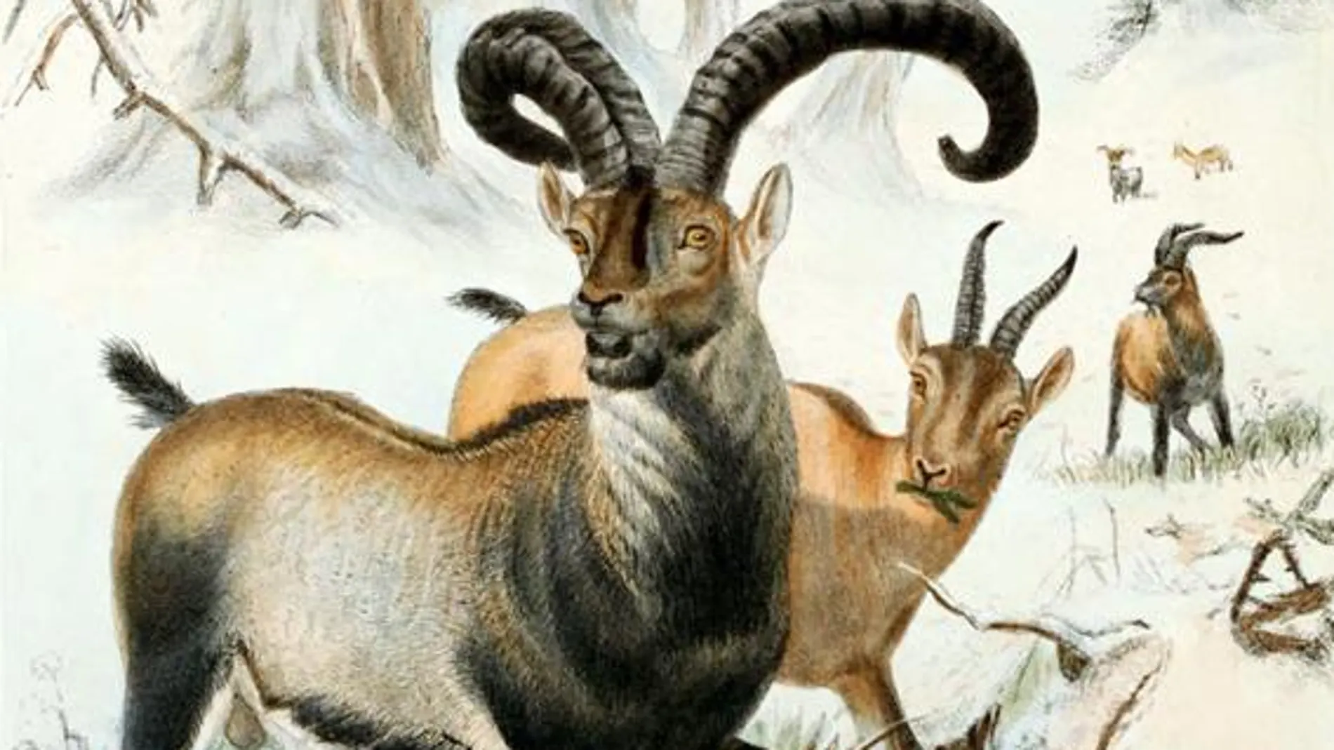 Pintura de un rebaño de cabras montesas usualmente identificadas como bucardos. Realizado en 1898 por Joseph Wolf.