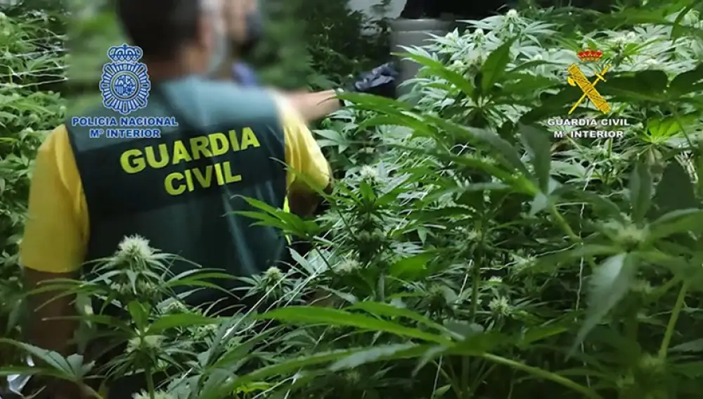 Agentes de la Guardia Civil con la plantación hallada