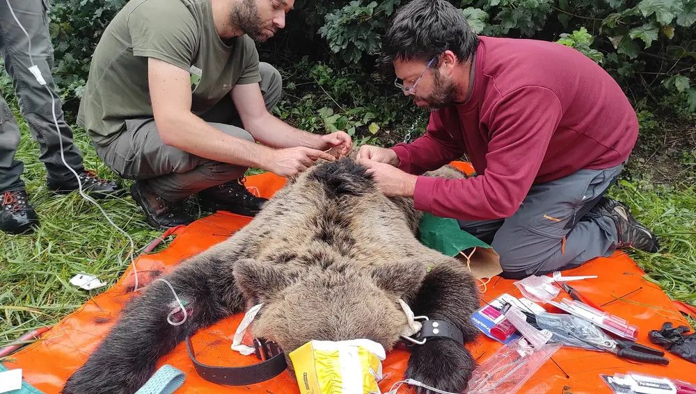 Captura y radiomarcaje de una hembra de oso pardo en la zona del Alto Sil (León)