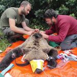 Captura y radiomarcaje de una hembra de oso pardo en la zona del Alto Sil (León)