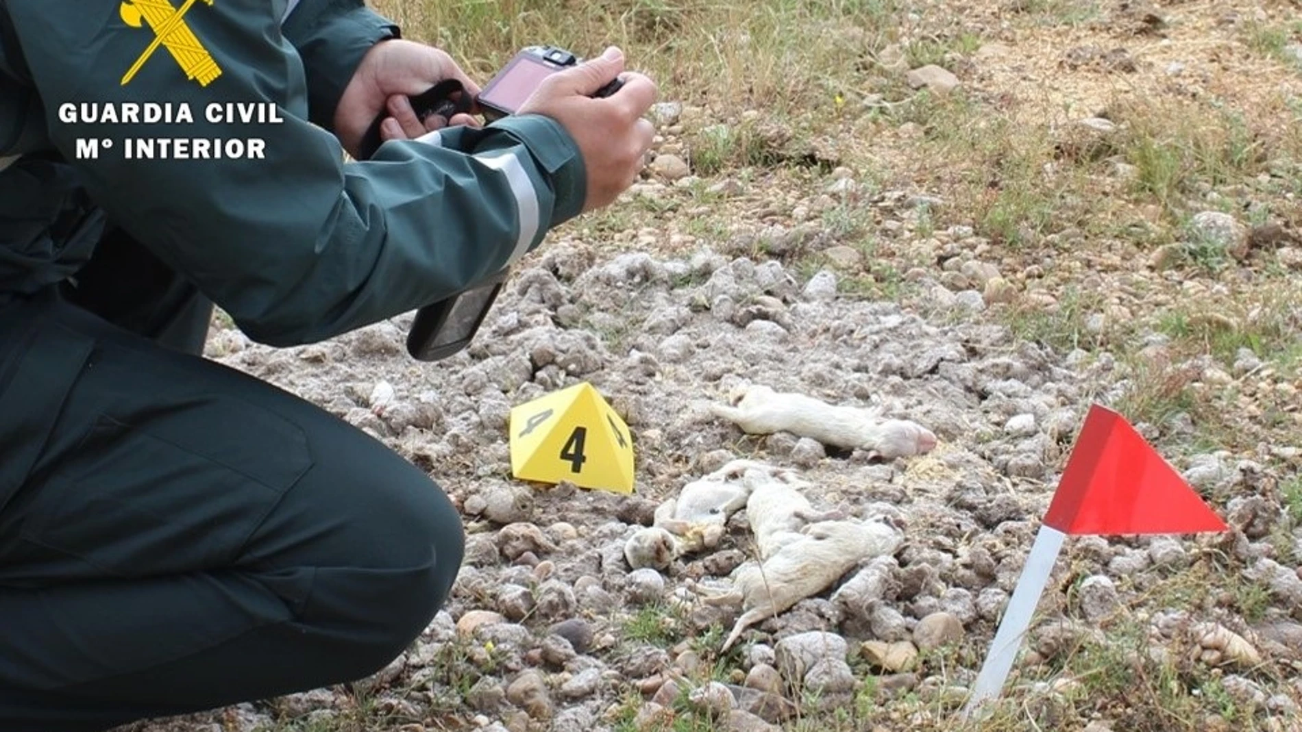 Localización de los cachorros muertos en Burgos