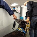 One-Betta huele la mascarilla de uno de los empleados del aeropuerto de Miami junto a su adiestradora