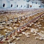 Un juzgado anula la licencia de obra que permitió poner en marcha una magrogranja de 51.000 pollos en San Miguel del Arroyo (Valladolid)