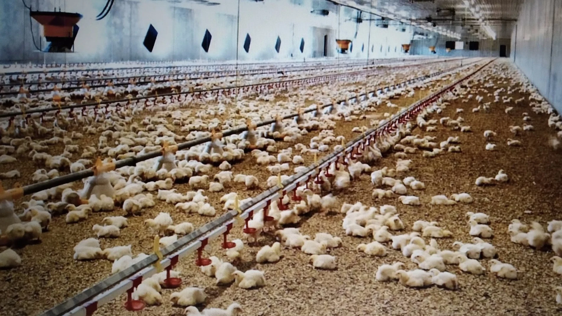 Un juzgado anula la licencia de obra que permitió poner en marcha una magrogranja de 51.000 pollos en San Miguel del Arroyo (Valladolid)