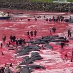 Un mar teñido de rojo por la sangre de los delfines muertos en Islas Feroe