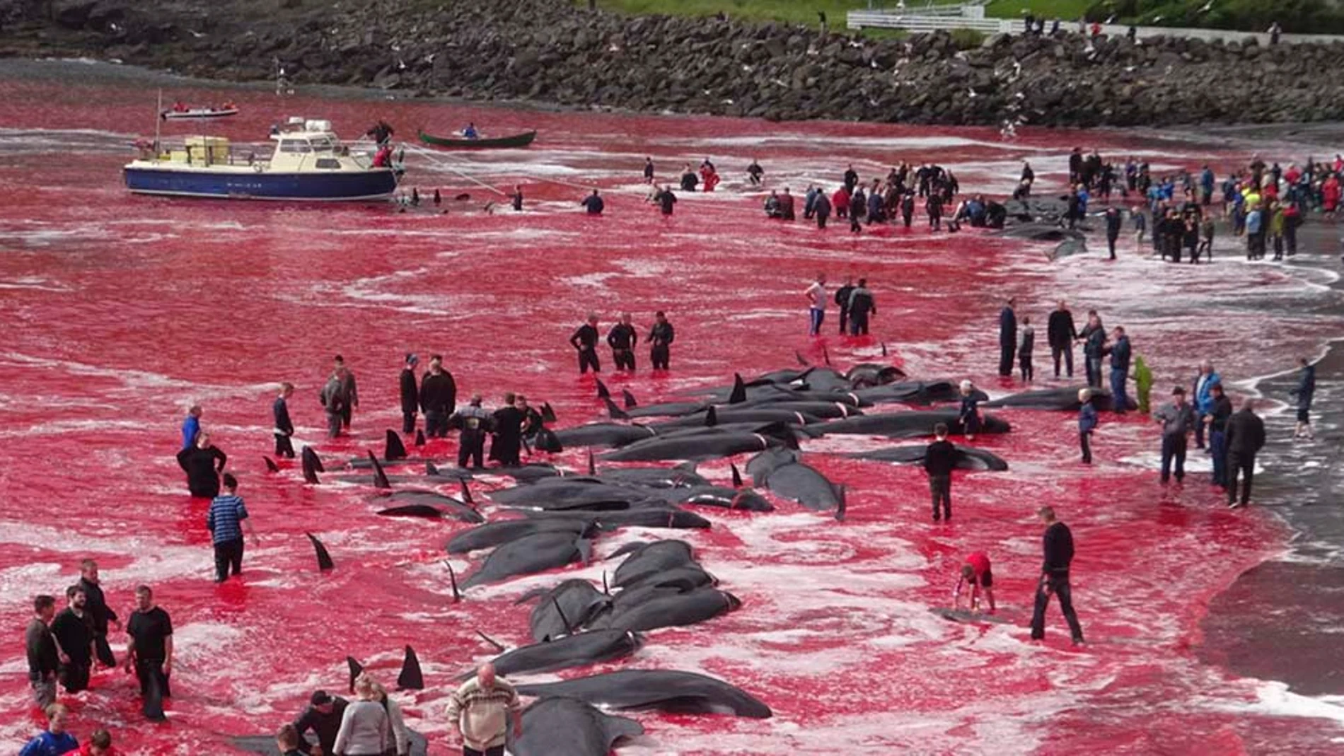 Un mar teñido de rojo por la sangre de los delfines muertos en Islas Feroe