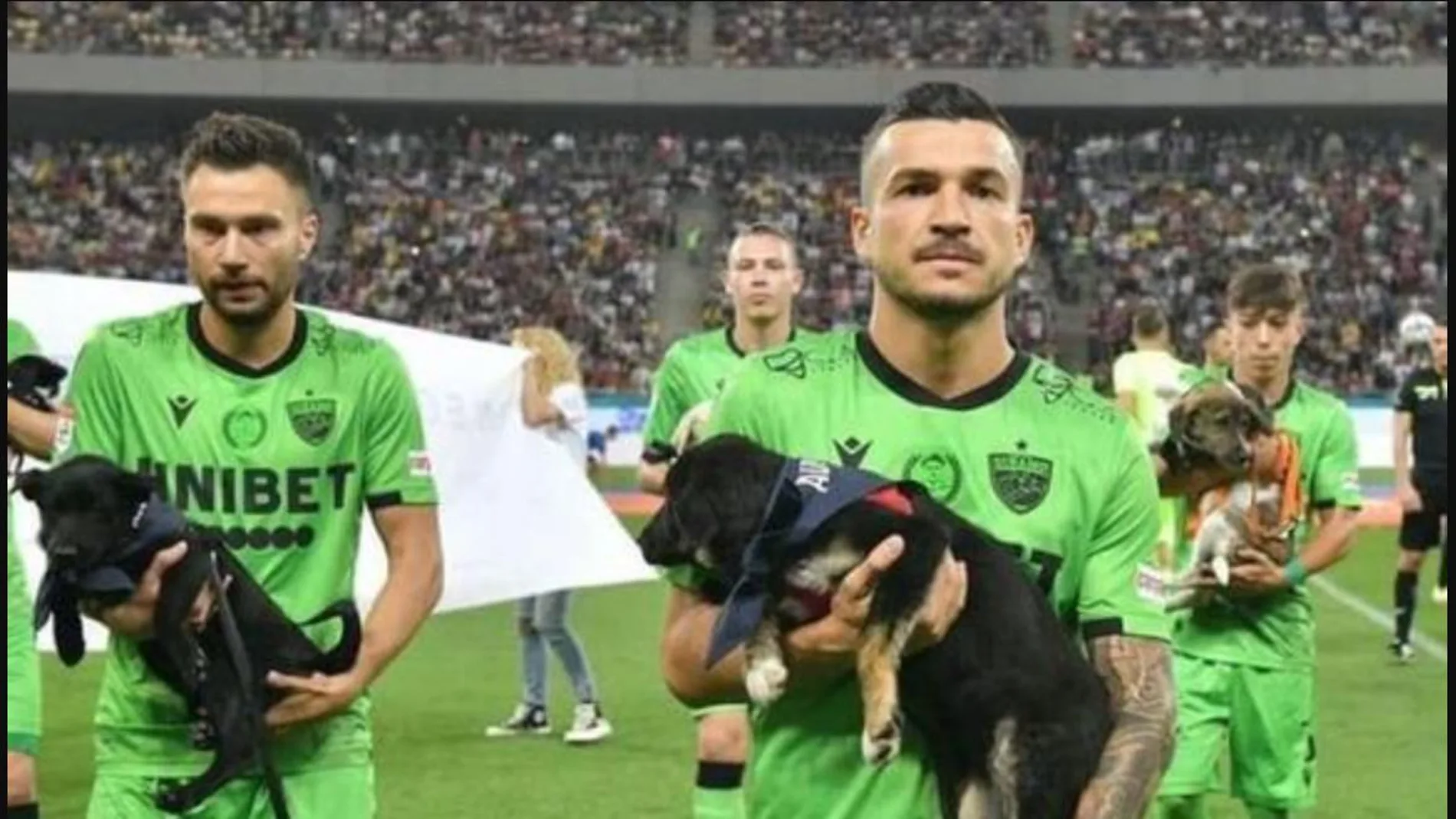 El fútbol rumano quiere salvar a los perros callejeros