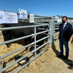 El presidente de la Diputación de Ávila, Carlos García, asiste al Concurso-subasta de raza avileña-negra ibérica