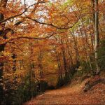 UN bello paraje en La Fageda d'en Jordà