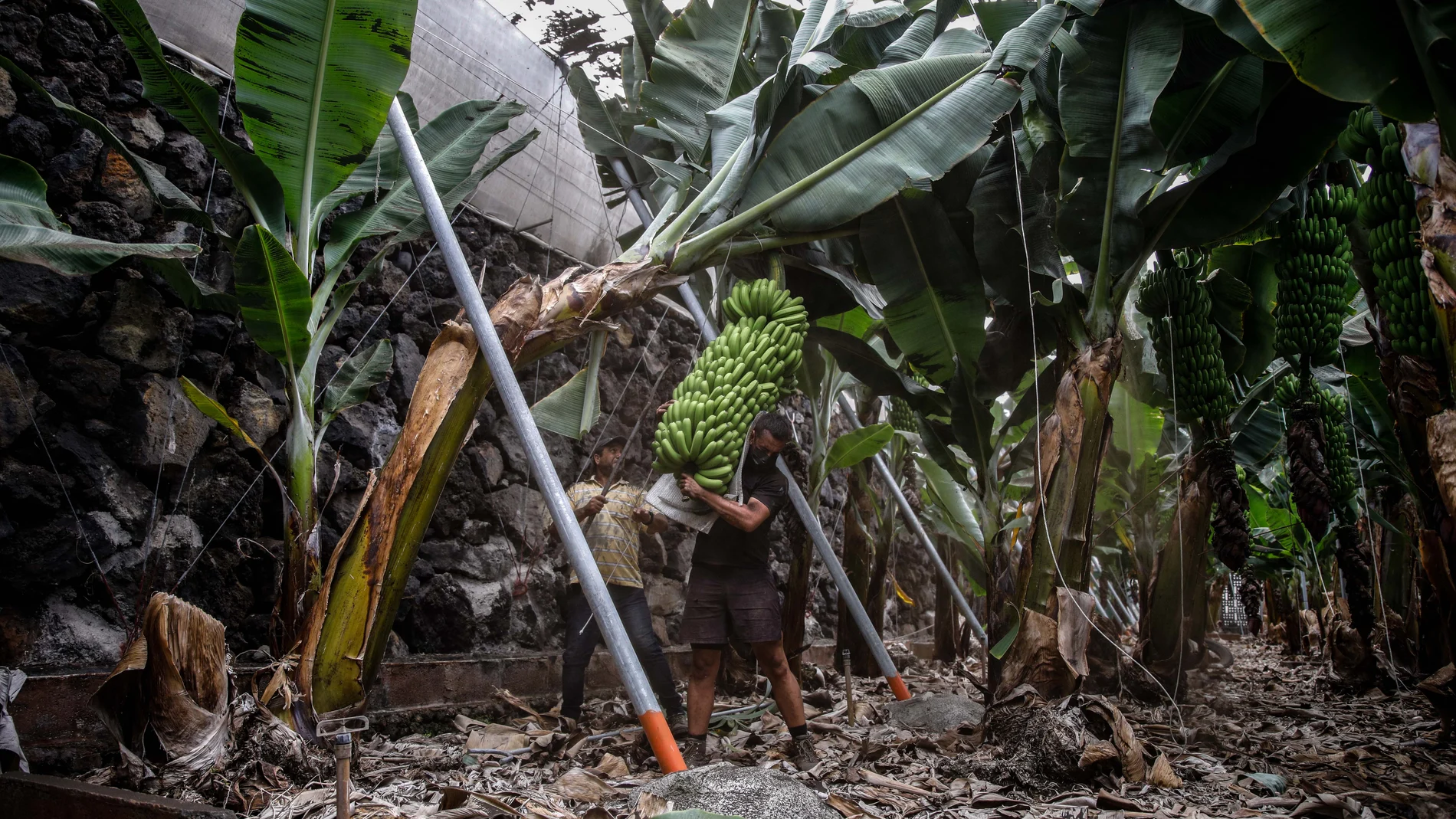 Dos agricultores llenos de ceniza recogen las piñas de plátanos con la `podona´, una especie de hoz, antes de que la lava del volcán de Cumbre Vieja llegue a las plantaciones.