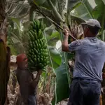 Dos agricultores llenos de ceniza recogen las piñas de plátanos con la `podona´, una especie de hoz, antes de que la lava del volcán de Cumbre Vieja llegue a las plantaciones