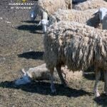 Imagen de las ovejas encontradas en la granjaGUARDIA CIVIL24/09/2021
