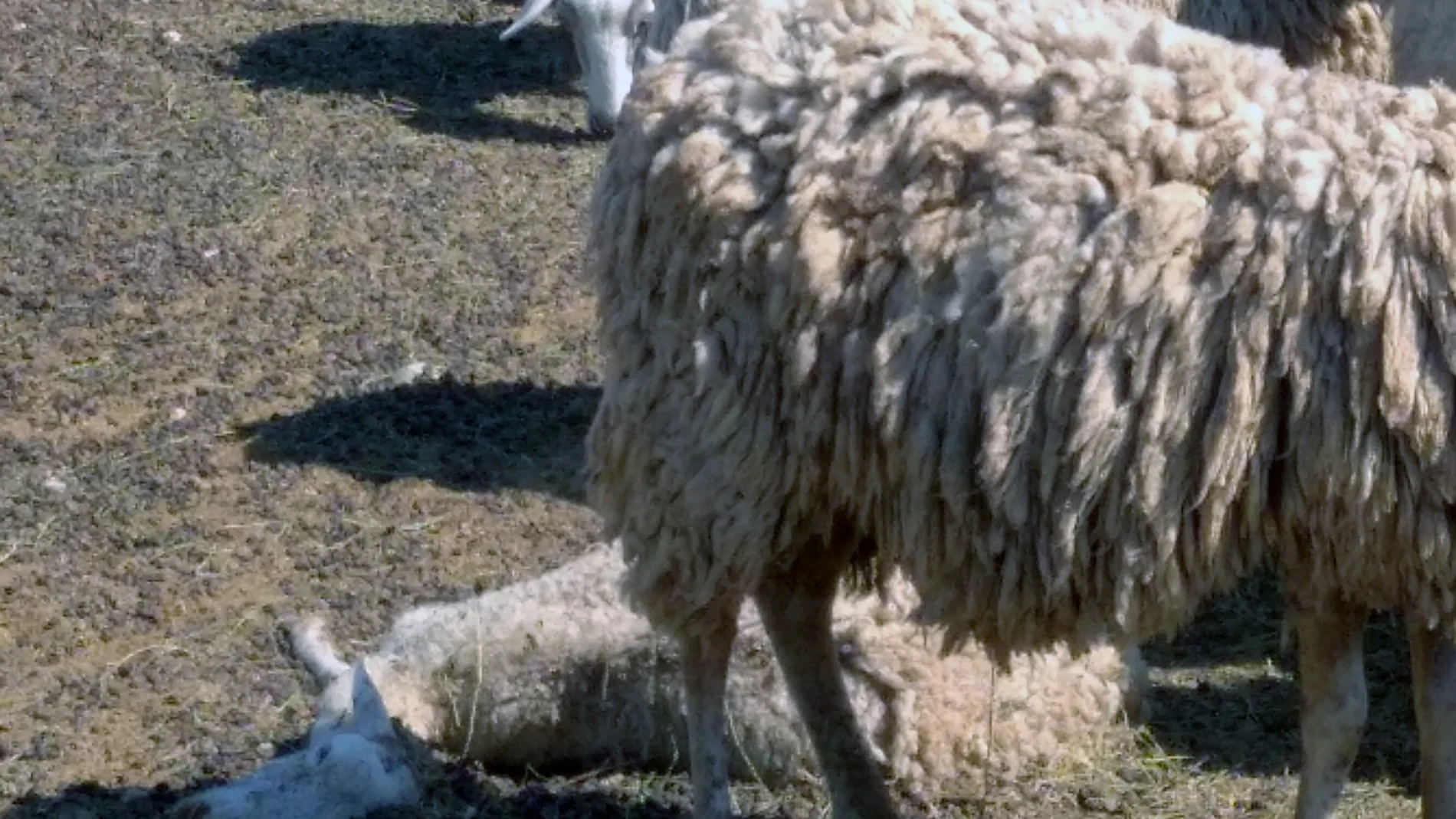 Imagen de las ovejas encontradas en la granjaGUARDIA CIVIL24/09/2021