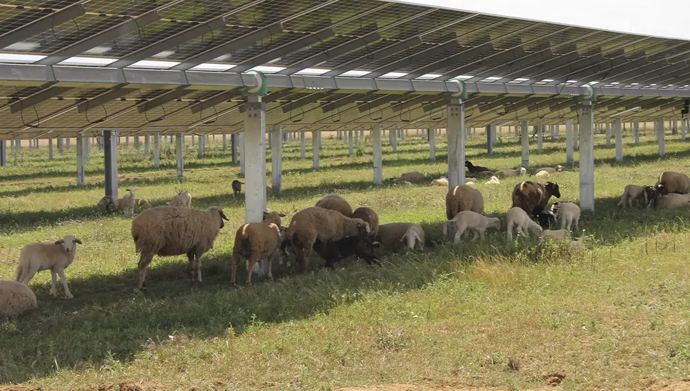 Endesa está promoviendo con pastores locales que las ovejas, pastando entre esos terrenos, realicen un desbroce natural de las plantas silvestres.