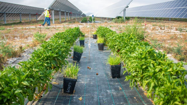 En las instalaciones se han plantado diversos tipos de plantas