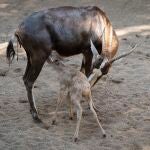 Nace un blesbok en BioparcBIOPARC20/09/2021