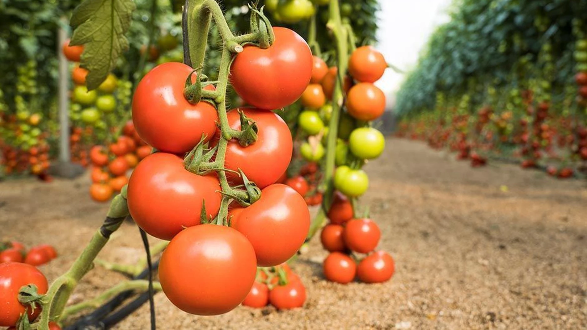 Los tomates modificado genéticamente debería ofrecer tanta previtamina D3 como dos huevos medianos
