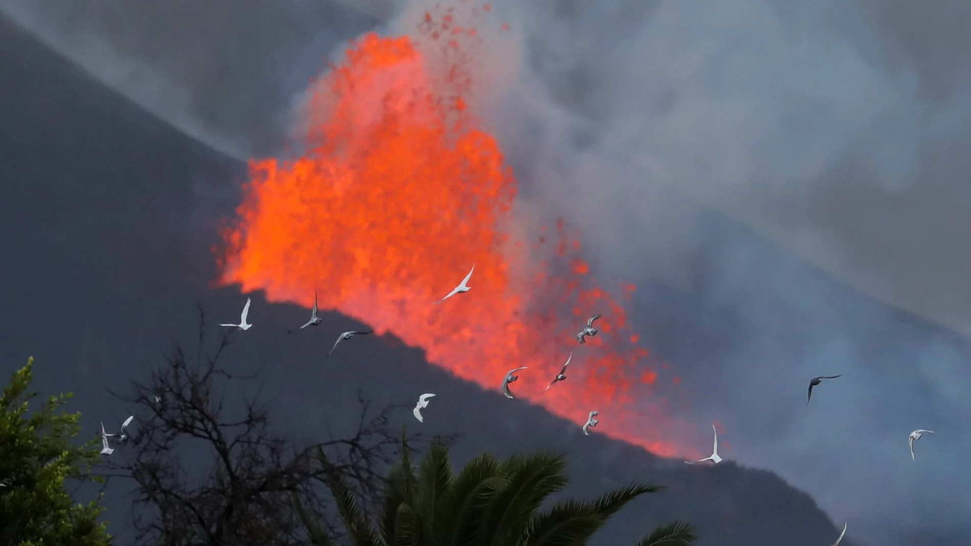 Las palomas vuelan al amanecer frente a la lava y el humo, tras la erupción de un volcán en la isla canaria de La Palma