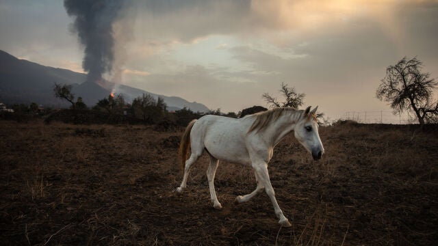 Un caballo en una finca de la localidad de Tacande de Abajo