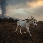 Un caballo en una finca de la localidad de Tacande de Abajo