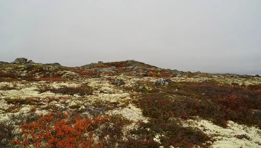 El paisaje del Parque nacional Dovrefjell-Sunndalsfjella consiste en una sucesión de alfombras de musgo, setos y liquen.