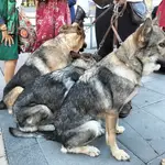 Manada de lobos presentes en la celebración en el Colegio de Veterinarios de Valladolid