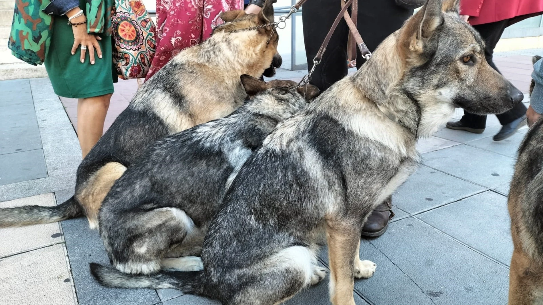 Manada de lobos presentes en la celebración en el Colegio de Veterinarios de Valladolid