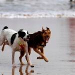 Solo 90 de 3.000 arenales españoles permiten la presencia de perros