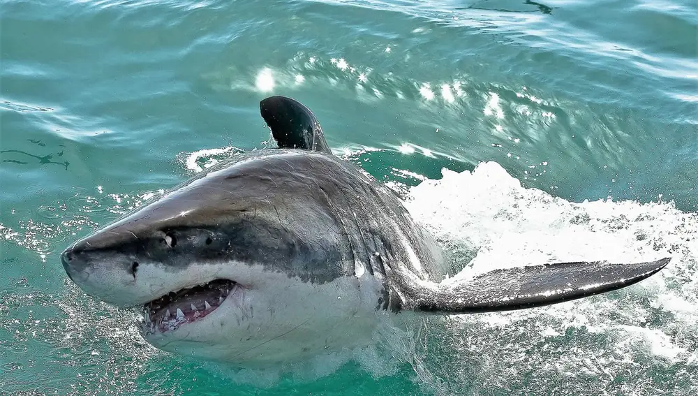 Sudáfrica: safari de lujo y encuentro con el gran tiburón blanco