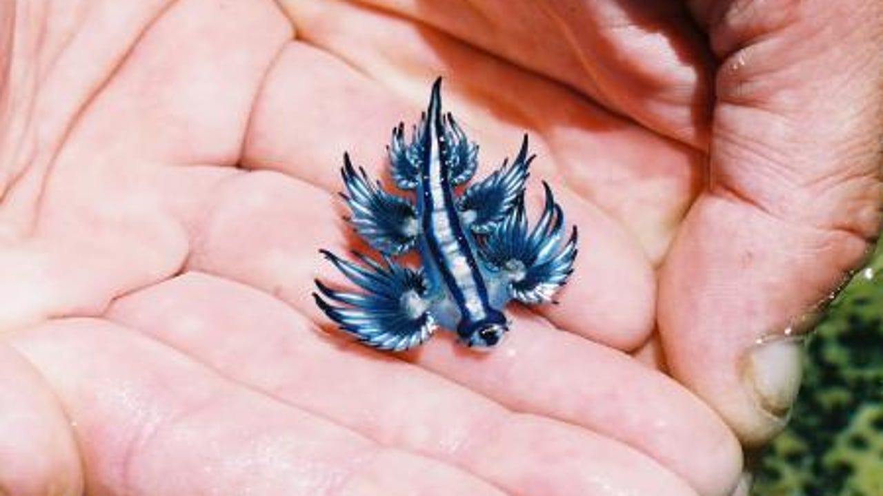Los dermatólogos alertan: ¿qué son los dragones azules que están obligando a cerrar playas españolas?