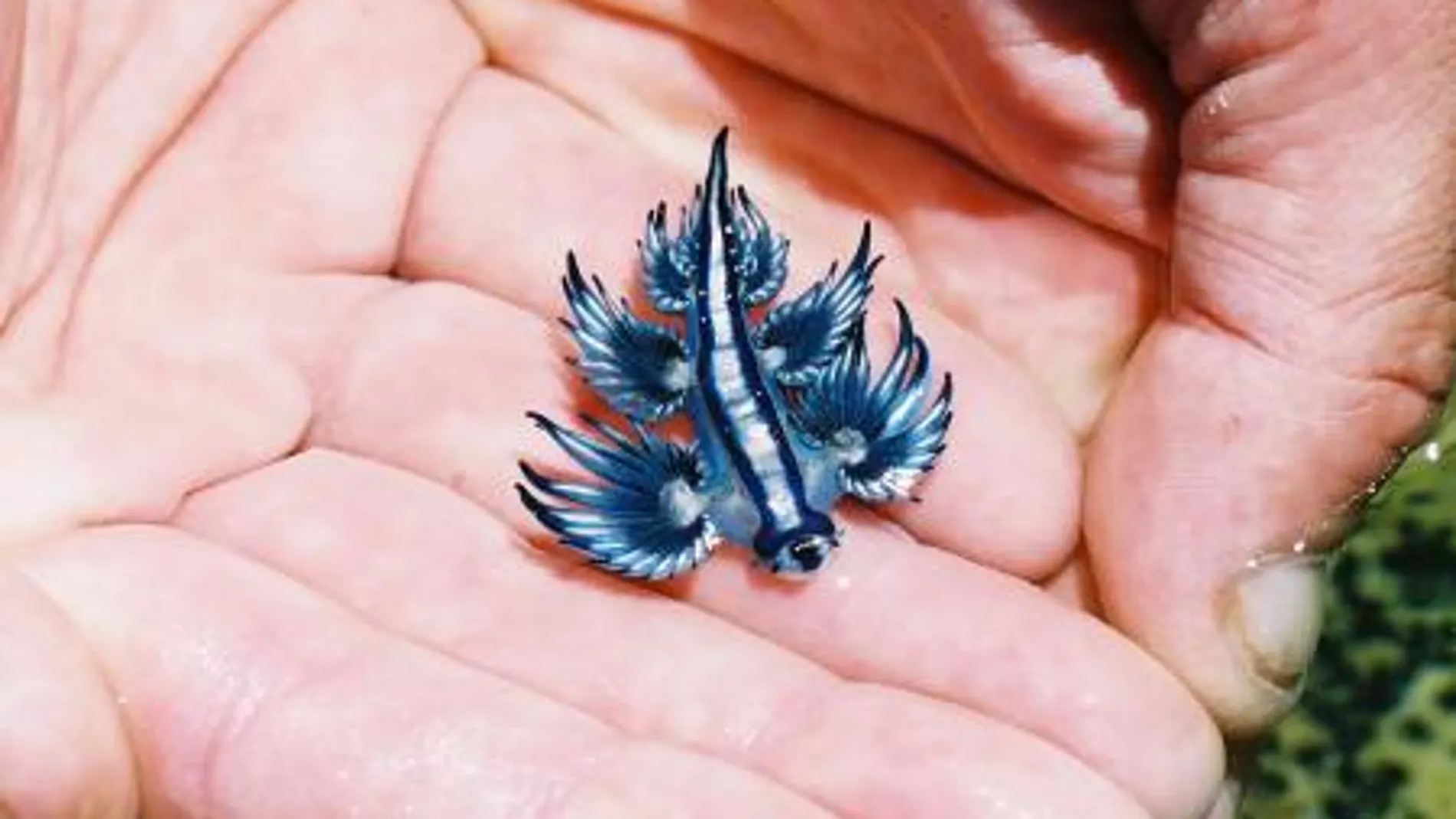 Tamaño del `Dragón Azul´