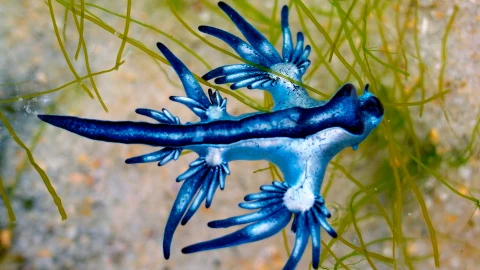 Dragón Azul se pasea por las cosas de Fuerteventura