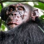 Un chimpancé llamado Woodstock con lepra en Costa de Marfil