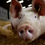 Cerdos en una granja en Driffield en Reino Unido