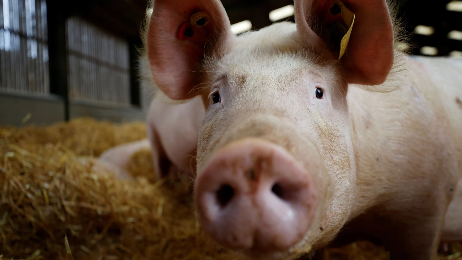 Cerdos en una granja en Driffield en Reino Unido
