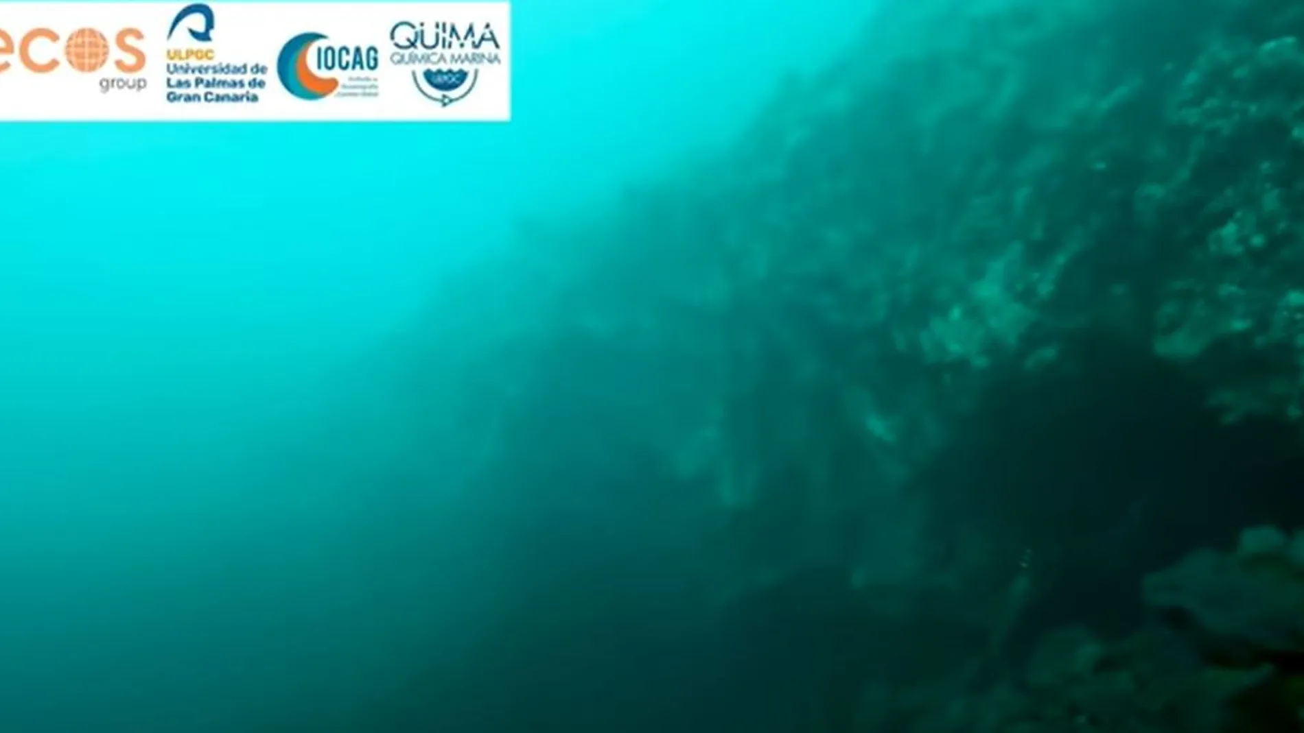 Imágenes submarinas de la fajana de La Palma