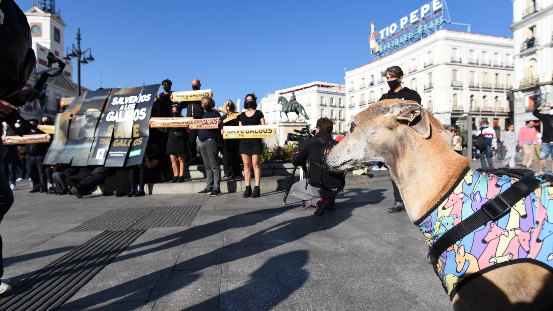 Un galgo mira a un grupo de personas pertenecientes a colectivos animalistas durante una concentración para defender la protección de los galgos, en la Puerta del Sol.