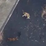 Preparan un rescate con drones de cuatro perros atrapados por la lava en La Palma