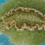 Vista dorsal de una Elysia crispata sobre un alga (Penicillus capitatus) La barra negra representa 5 mm.