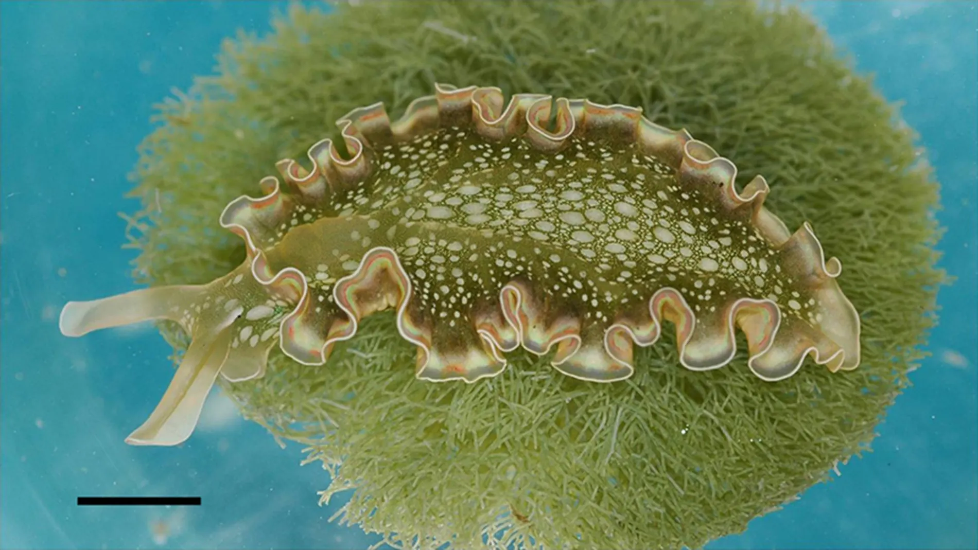 Vista dorsal de una Elysia crispata sobre un alga (Penicillus capitatus) La barra negra representa 5 mm.