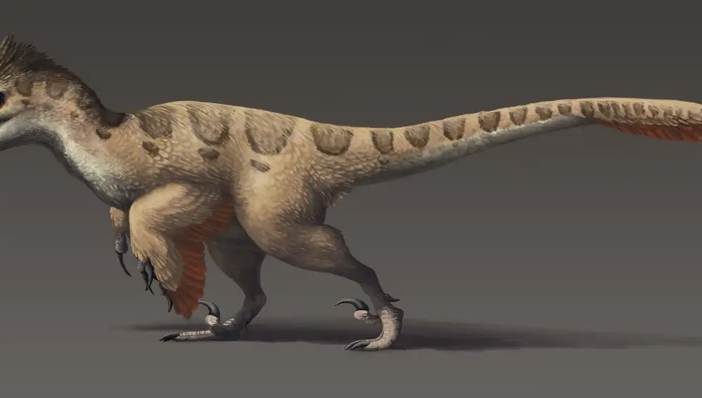 El Utahraptor ostrommaysorum vivió hasta hace unos 2.5 millones de años, más o menos hasta la aparición de los primeros homínidos.